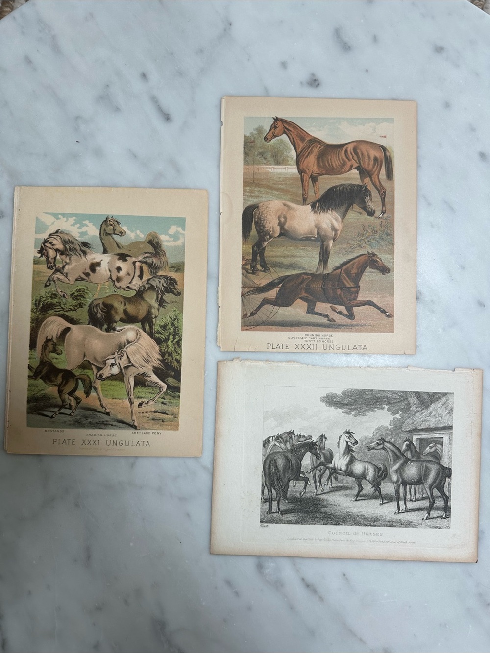 1800s Horse Chromolithographs Samuel Howitt Prints